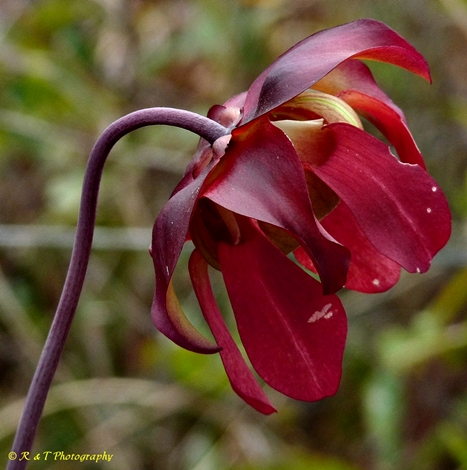 {Sarracenia leucophylla}